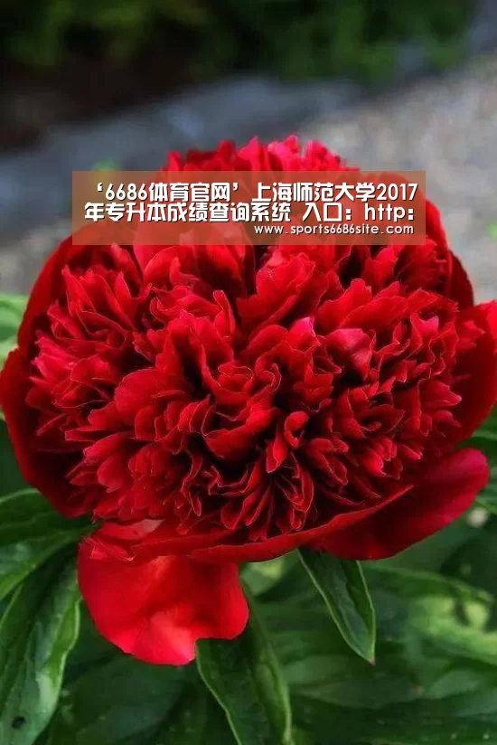 ‘6686体育官网’上海师范大学2017年专升本成绩查询系统